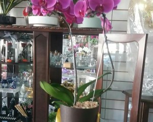 18- Orquídea  Lilas no Cachepô preto e dourado 